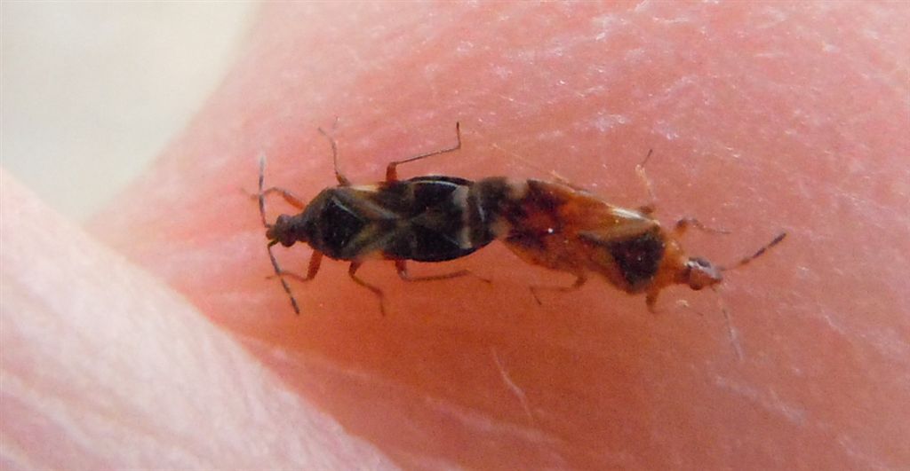 Anthocoridae: Anthocoris cfr. minki della Campania (NA)